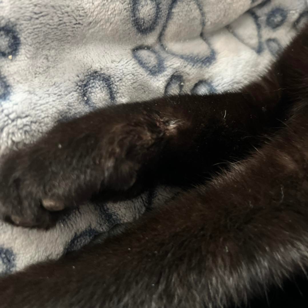 Injured stray cat Second Chance Animal Rescue Society